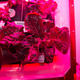Illustration for article titled Growing Lettuce In the Tokyo Subway Isnt So Different From Growing It In Space